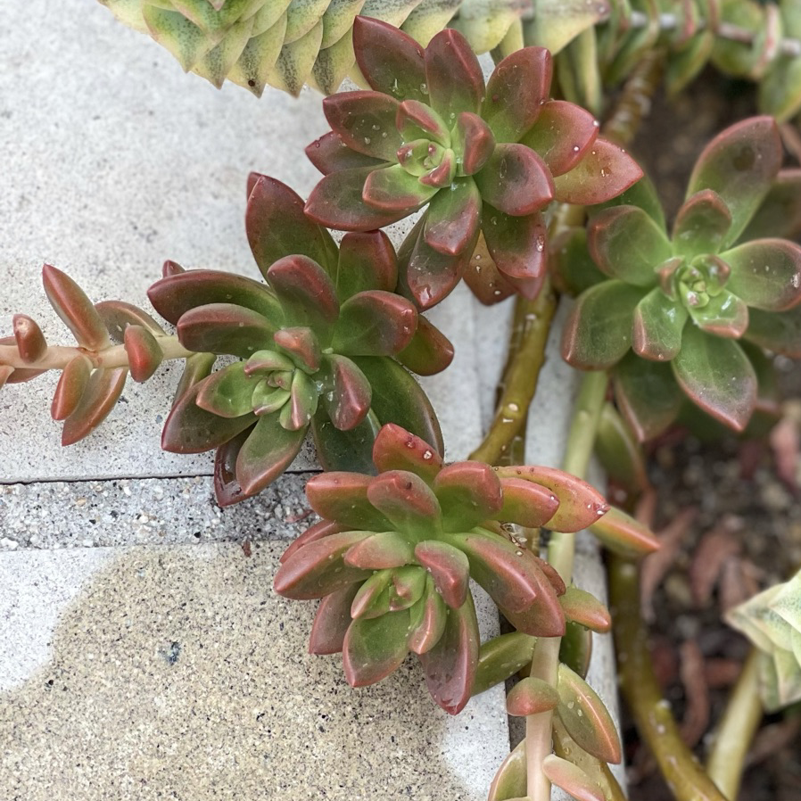 Palmer's Sedum plant with green and reddish leaves, growing healthily.