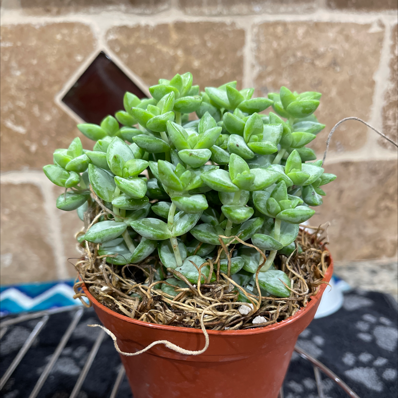 Crassula rupestris plant in a small pot with vibrant green leaves against a brick wall.