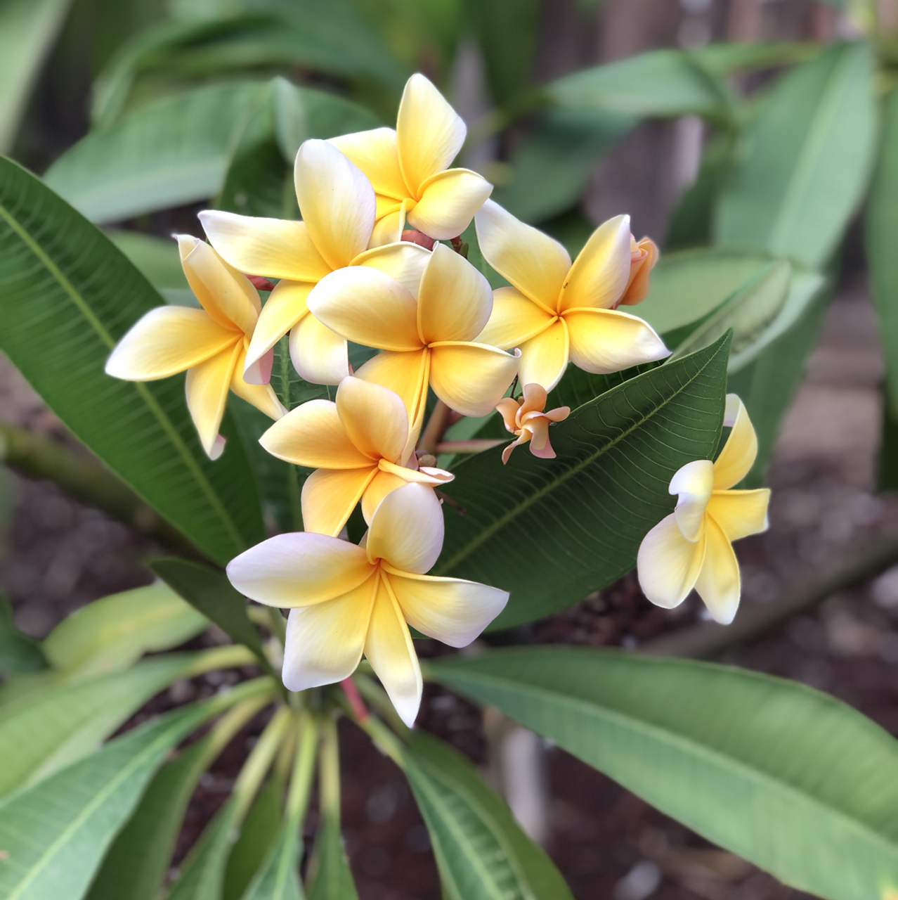 Photo of the plant species Red Frangipani by @Amydd75 named Hawaii 💛 on Greg, the plant care app