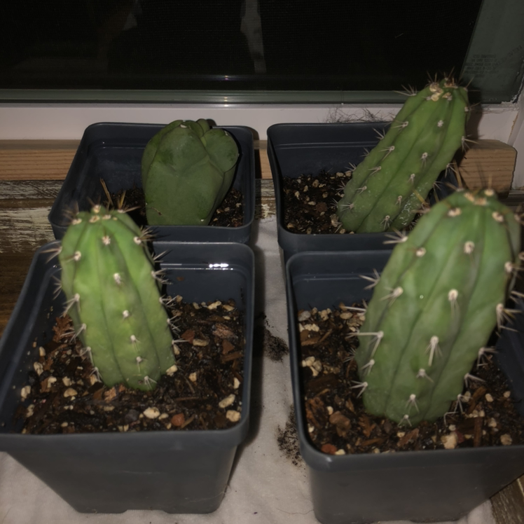 Photo of the plant species Trichocereus 'La Paz' by Luke named Bolivian Torch on Greg, the plant care app