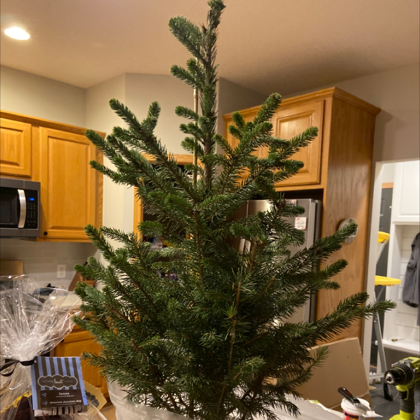 Blue Spruce plant indoors on a kitchen counter, healthy with dense green foliage.