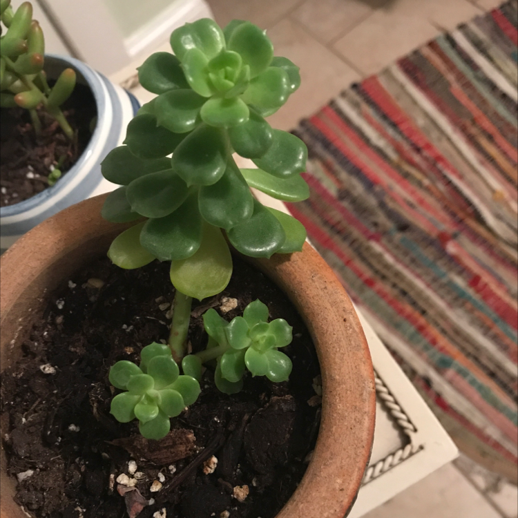 Palmer's Sedum plant in a small pot with vibrant green leaves.