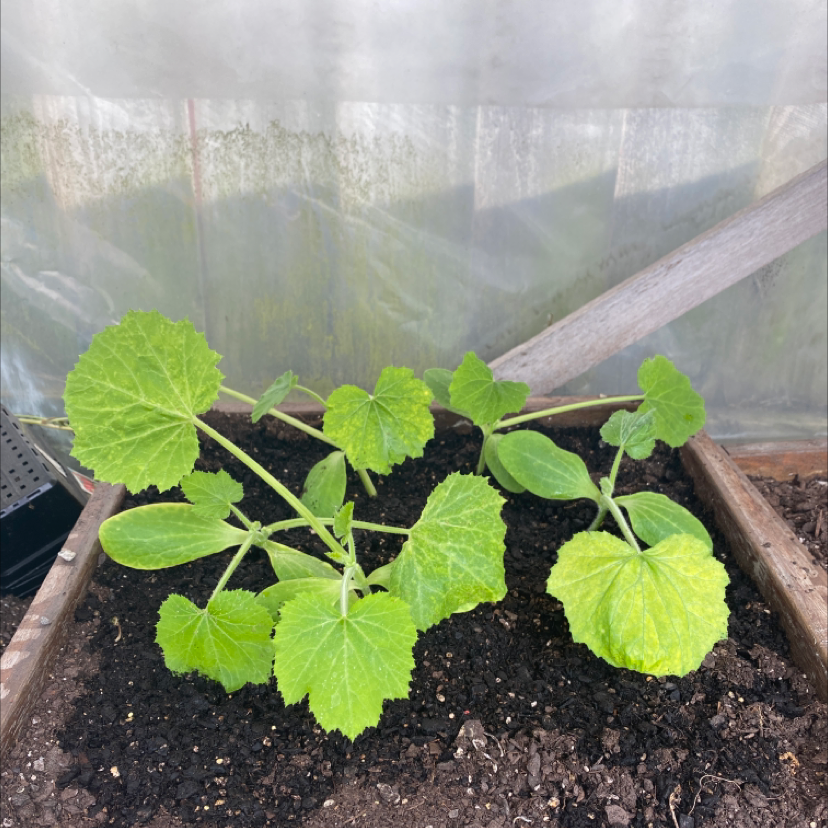 Young pumpkin plants growing in a soil bed with some slight yellowing on the leaves.