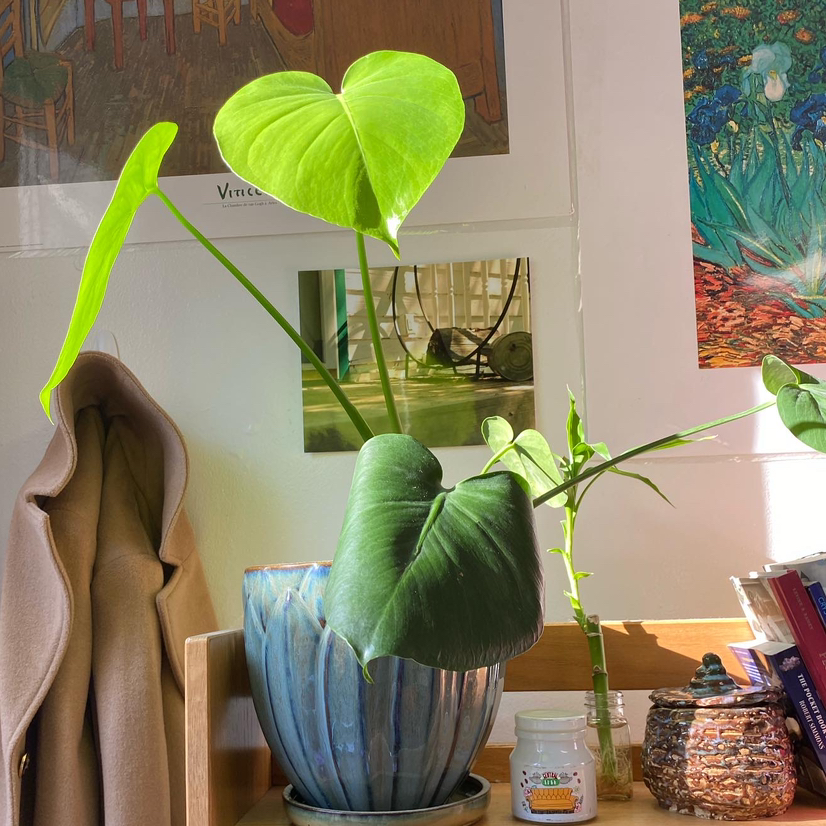 Monstera plant photo by @oliviagandolfo named Babe on Greg, the plant care app.