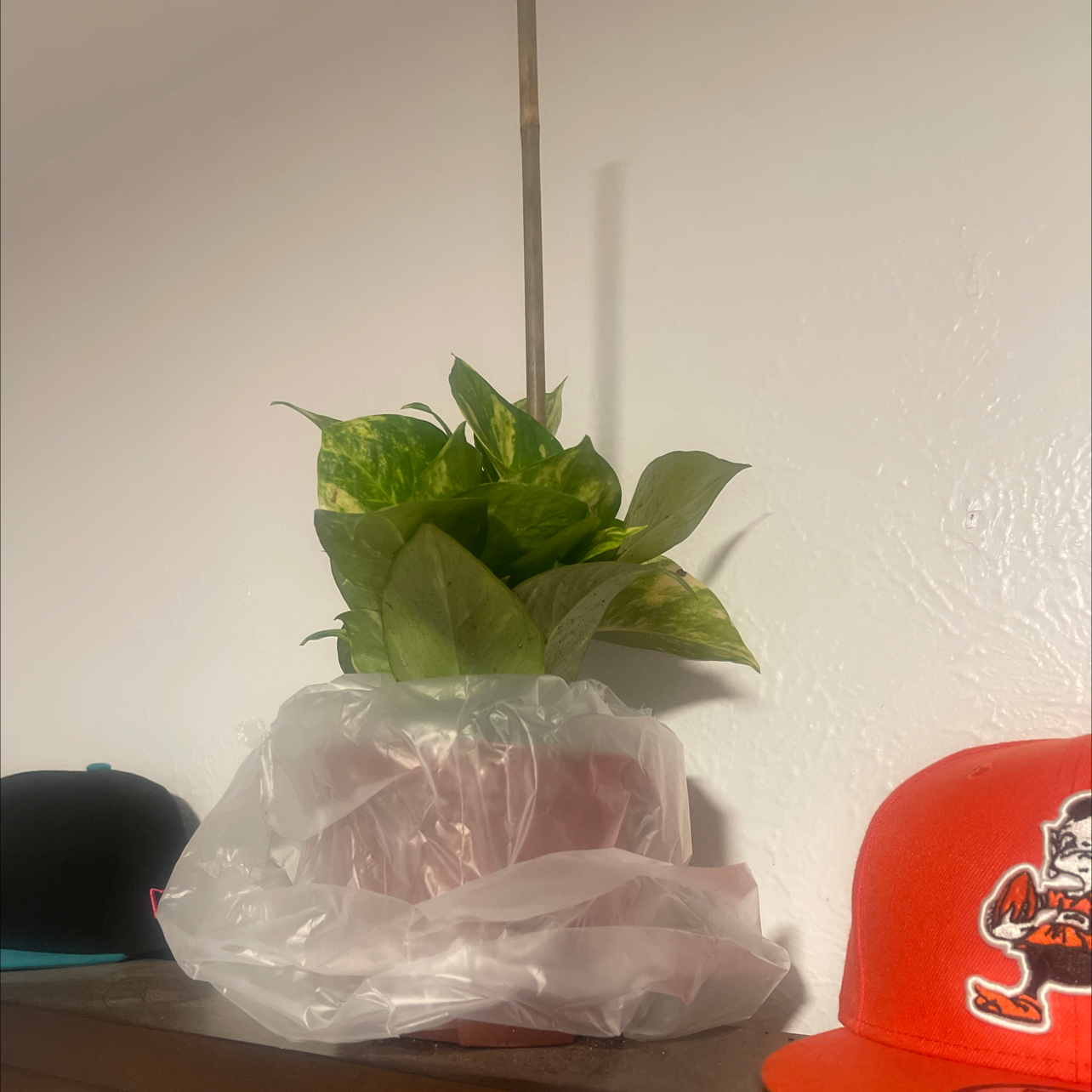Taro Vine plant photo by Queen named Mystical on Greg, the plant care app.