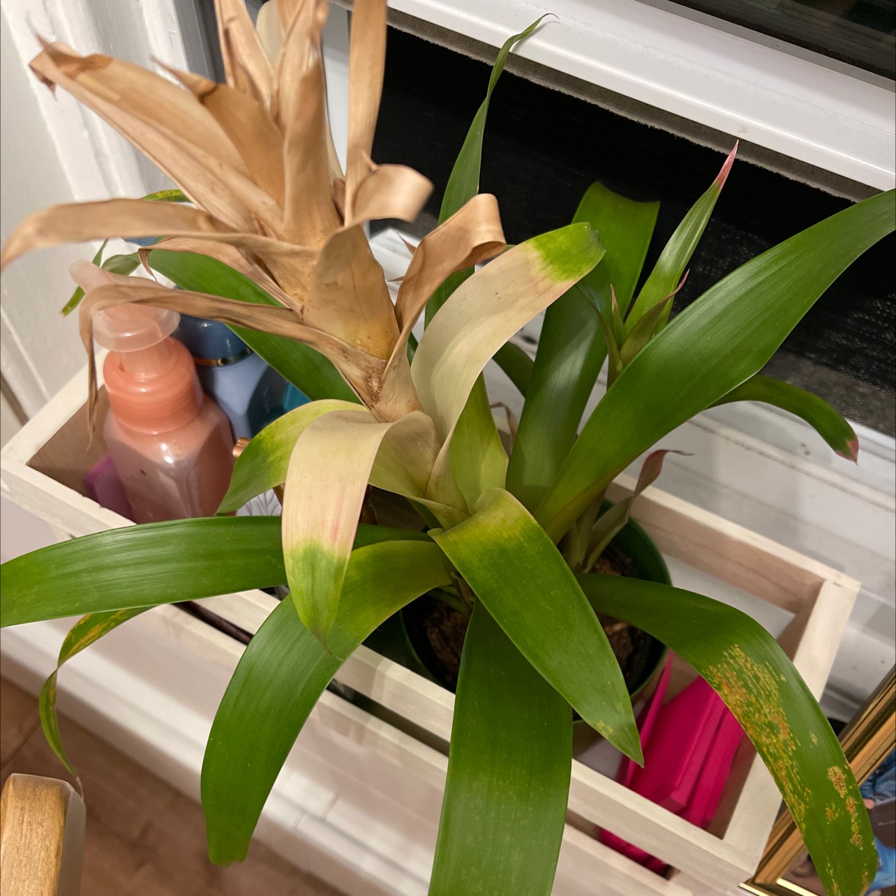 Bromeliad plant with some browning and yellowing leaves in a wooden container near a window.