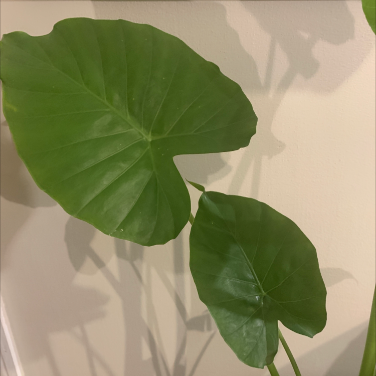 Arrowleaf Elephant Ear plant with large, healthy green leaves.
