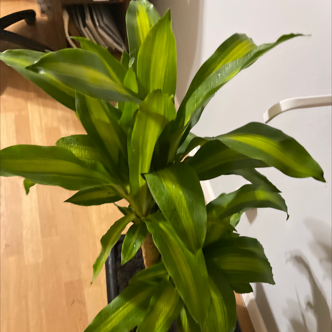 Cornstalk Dracaena plant photo by @Kikerivas named Your plant on Greg, the plant care app.