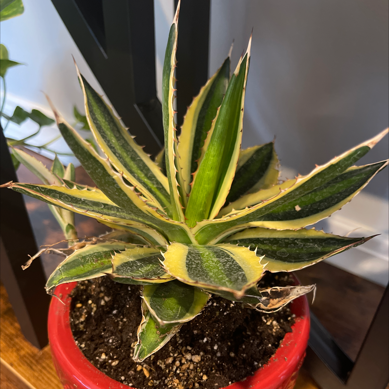Thorn-Crested Century Plant in a red pot with some yellowing and browning leaves.