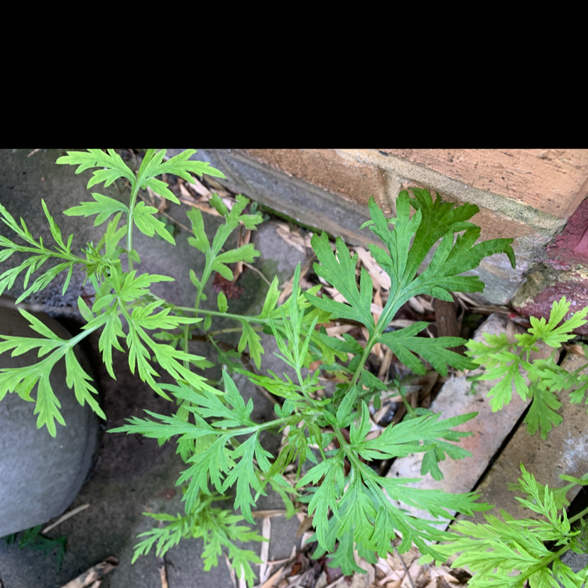 Annual Ragweed plant with deeply lobed green leaves near a brick wall.