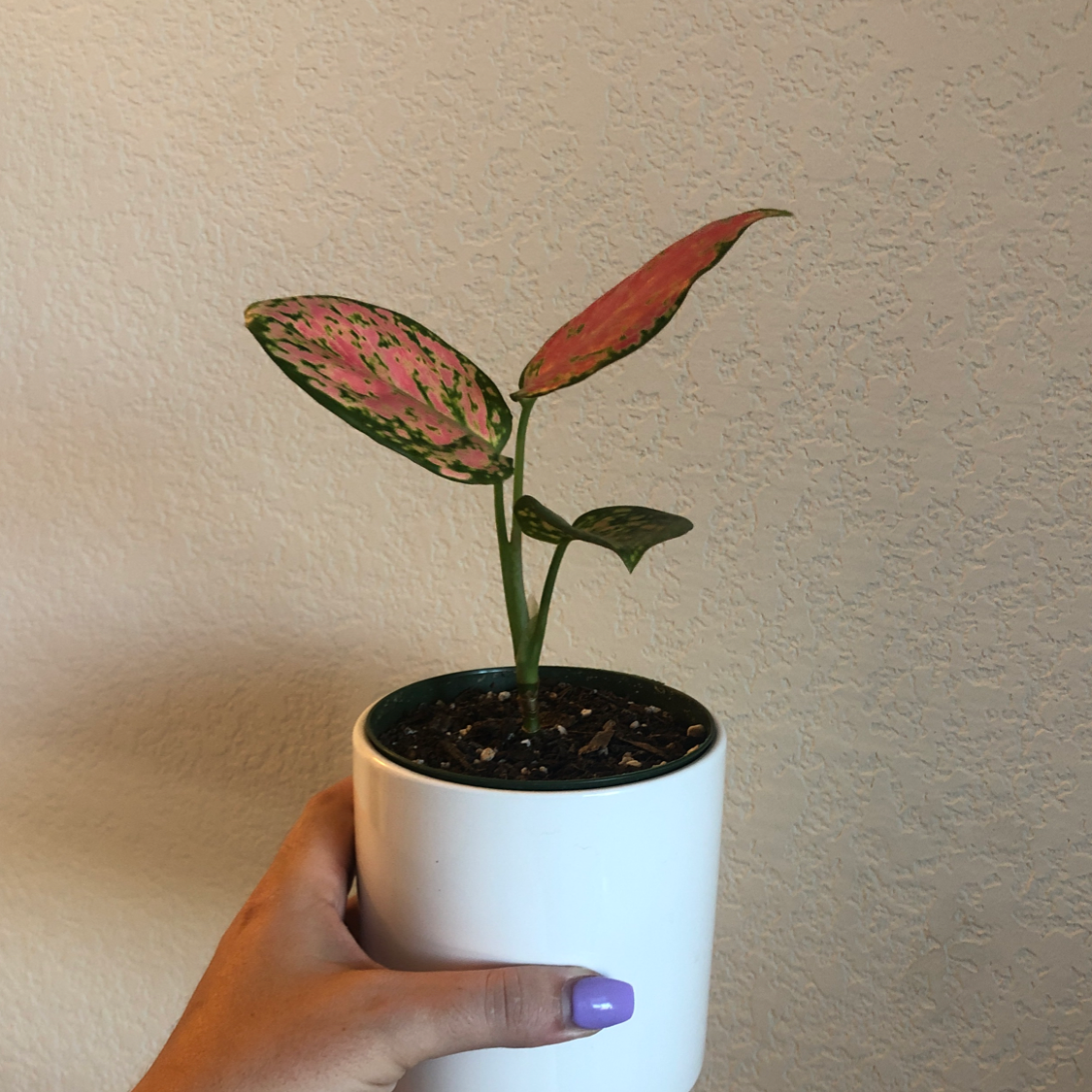 Pink Dalmatian Aglaonema plant photo by @Pcalifornia named Rachel on Greg, the plant care app.