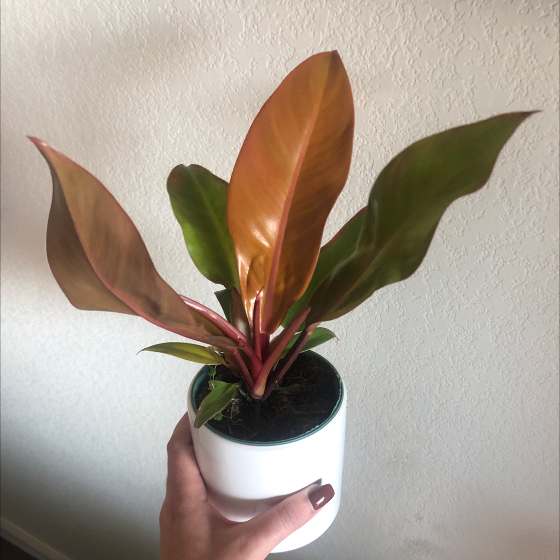 Philodendron Prince of Orange plant photo by @Pcalifornia named Joey on Greg, the plant care app.