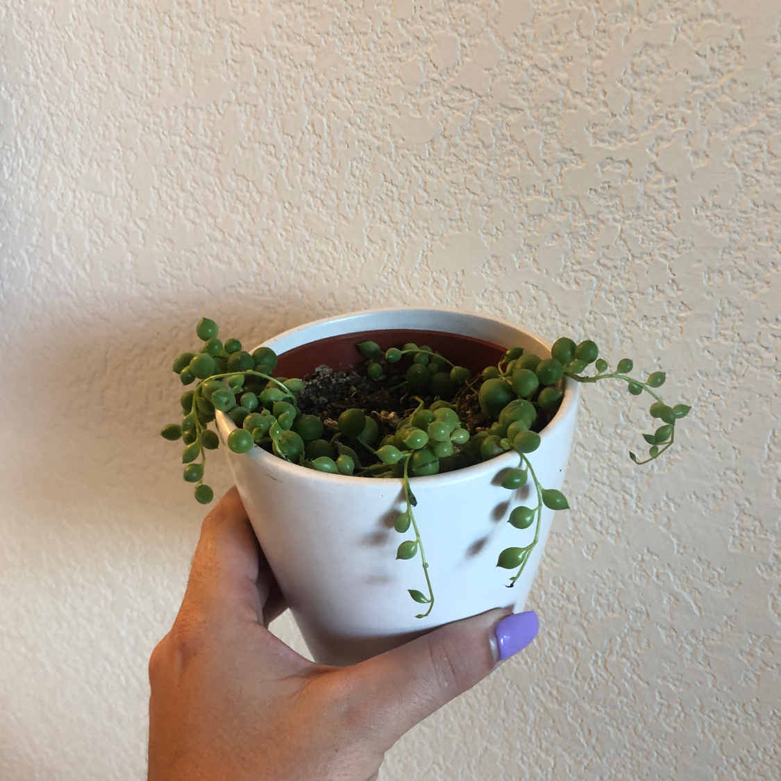 String of Pearls plant photo by @Pcalifornia named Phoebe on Greg, the plant care app.