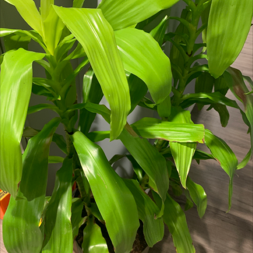 Dracaena 'Lemon Lime' plant with vibrant green leaves, partially visible soil.