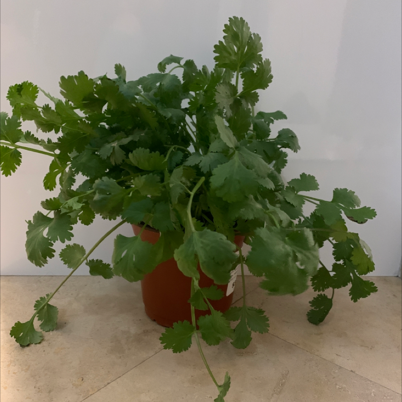 A healthy potted coriander plant with lush green leaves.