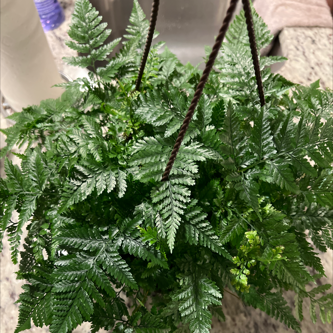 Photo of the plant species Parapolystichum microsorum by Braydon named Your plant on Greg, the plant care app