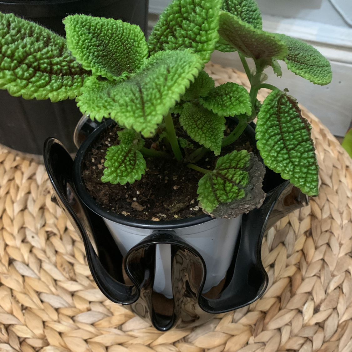 Pilea mollis plant in a pot with vibrant green leaves and visible soil.