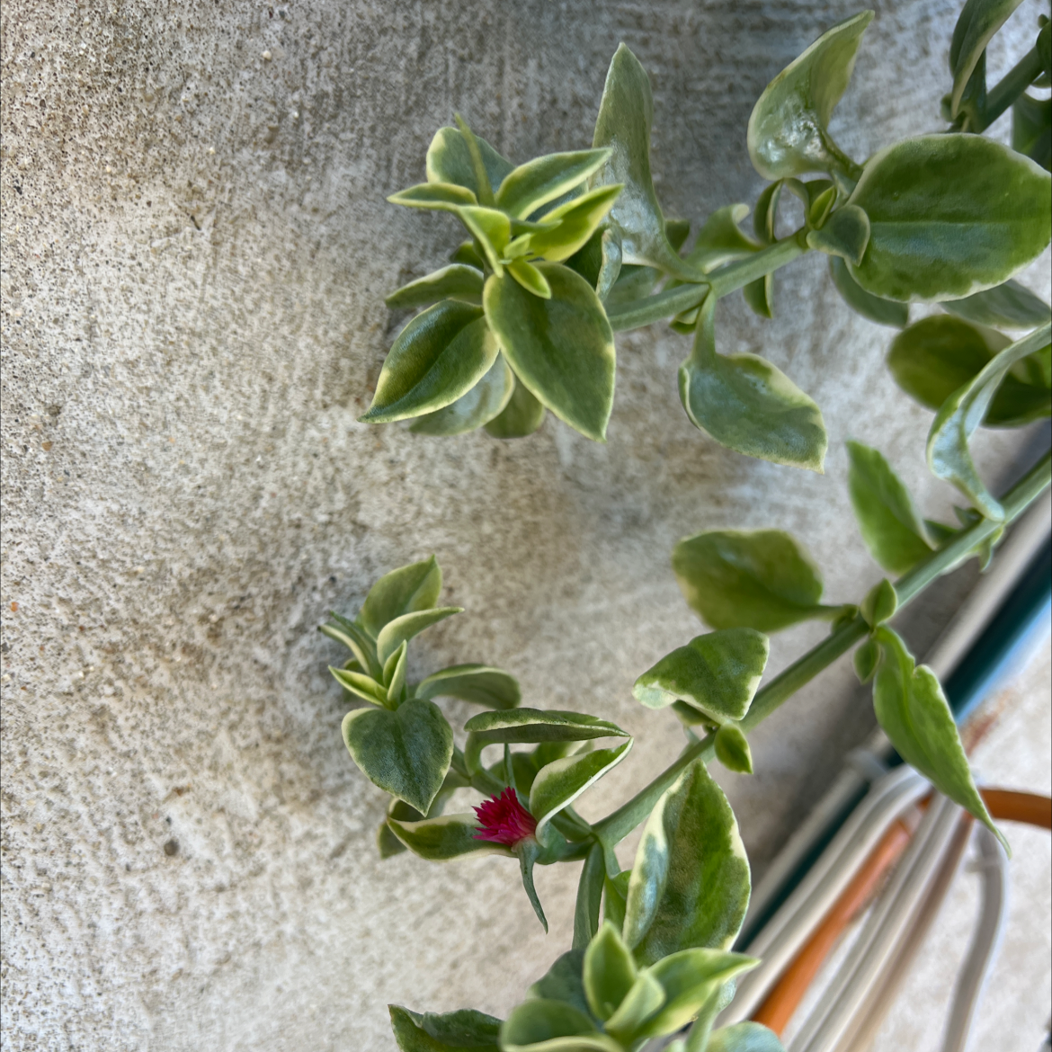 Baby Sun Rose plant with green leaves and a small pink flower.