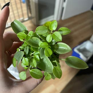 Vining Peperomia plant in Des Moines, Iowa