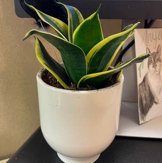 Snake Plant plant in Des Moines, Iowa