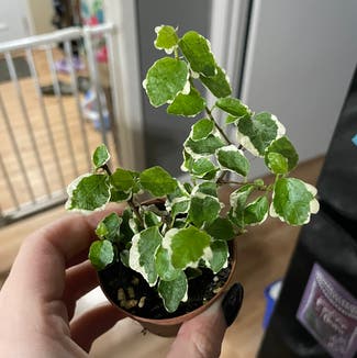 Variegated Creeping Fig plant in Des Moines, Iowa