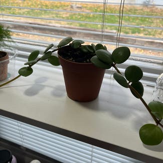 Peperomia 'Hope' plant in Des Moines, Iowa