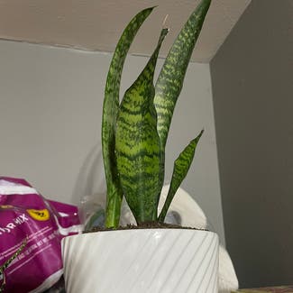 Snake Plant plant in Des Moines, Iowa