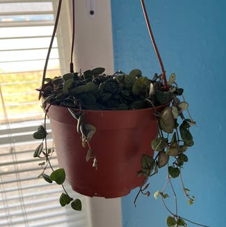 String of Hearts plant in Des Moines, Iowa