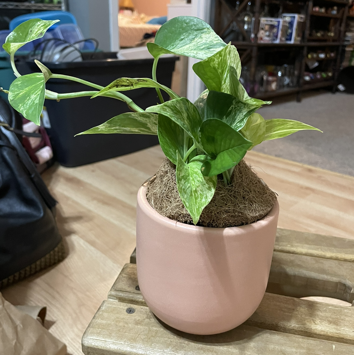 Taro Vine plant photo by @teegsbz named Ruth on Greg, the plant care app.