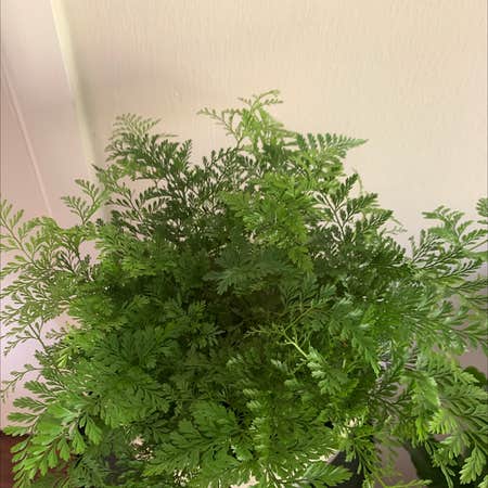 Photo of the plant species Davallia Fern by Aaron named Greeny on Greg, the plant care app
