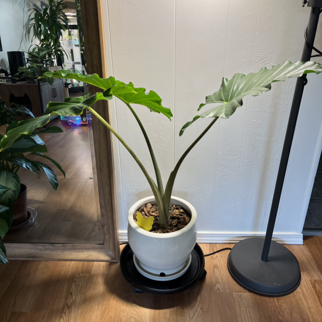 Alocasia 'Portora' plant in a white pot with a yellowing leaf at the base.