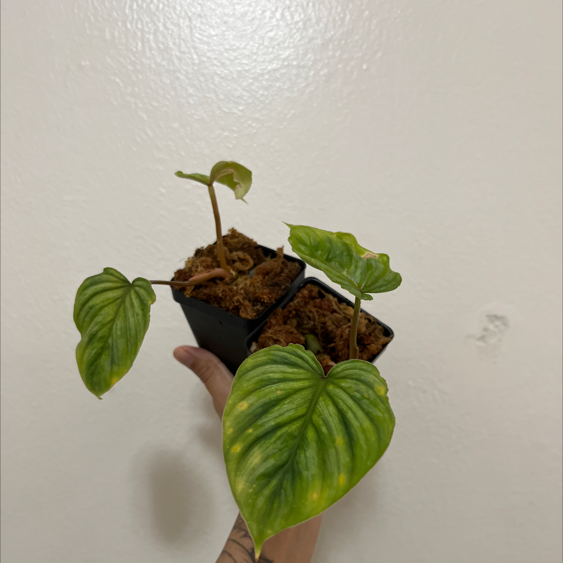 Philodendron mamei plant with yellowing leaves in two small pots, held by a hand.