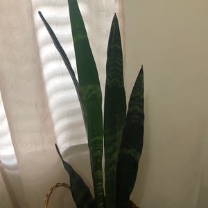 Snake Plant plant photo by Almamg named Keanu Leaves on Greg, the plant care app.