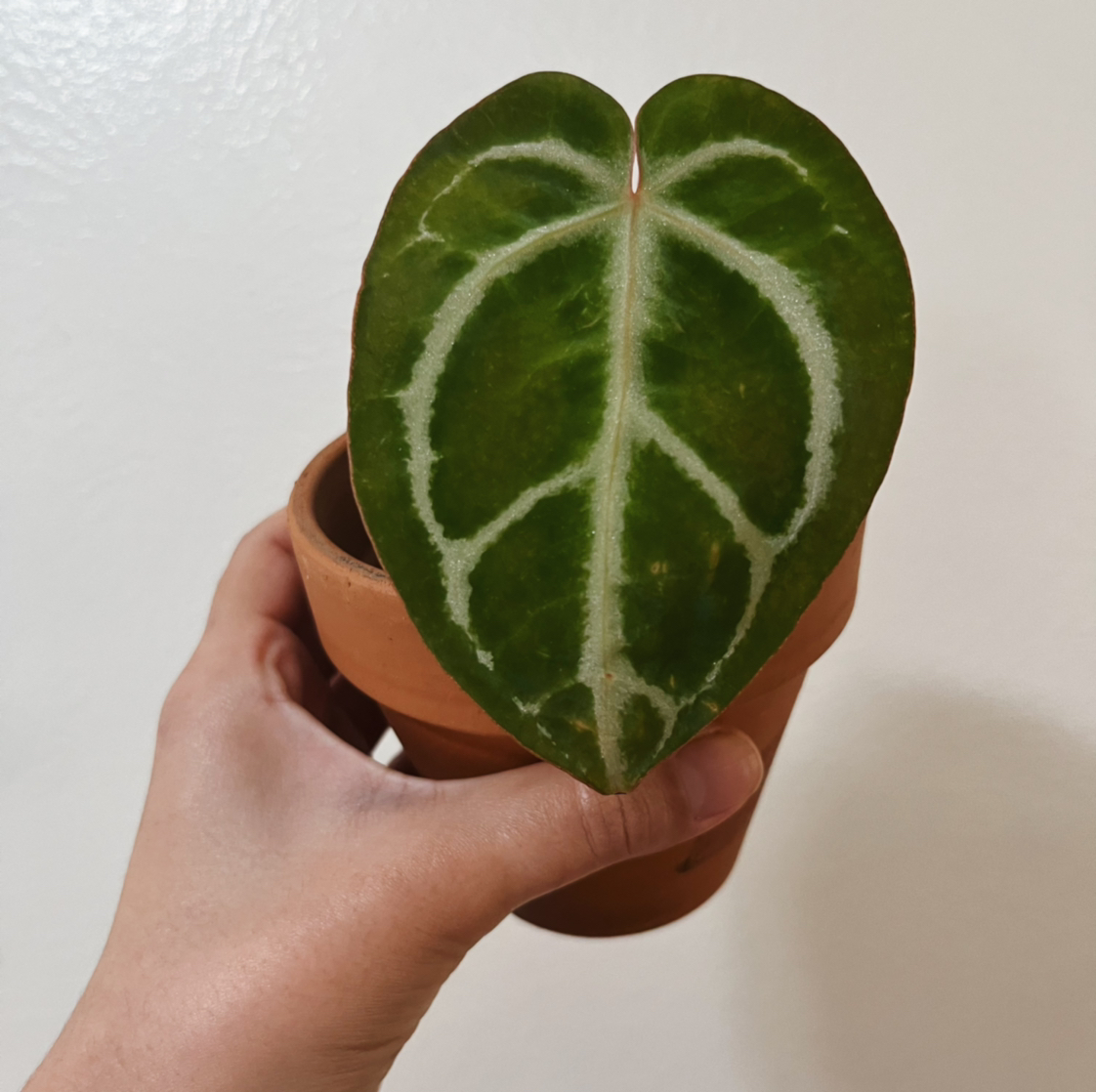 A healthy Crystal Anthurium leaf held in a terracotta pot.