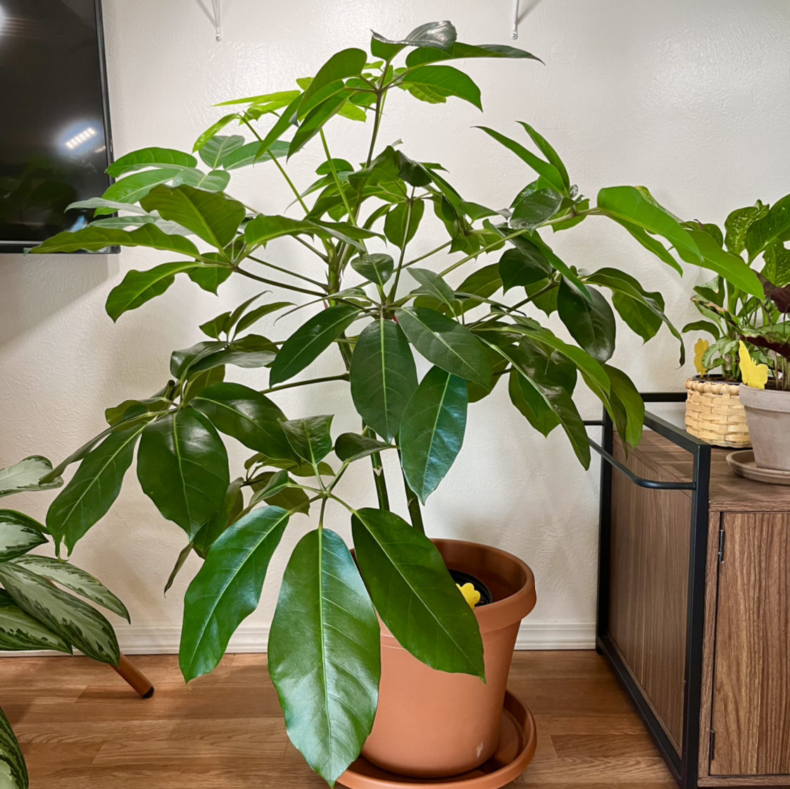 Photo of the plant species Umbrella Tree by @AMG named Schefflera on Greg, the plant care app
