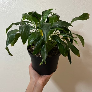 Peace Lily plant photo by @AMG named Baby Lily on Greg, the plant care app.