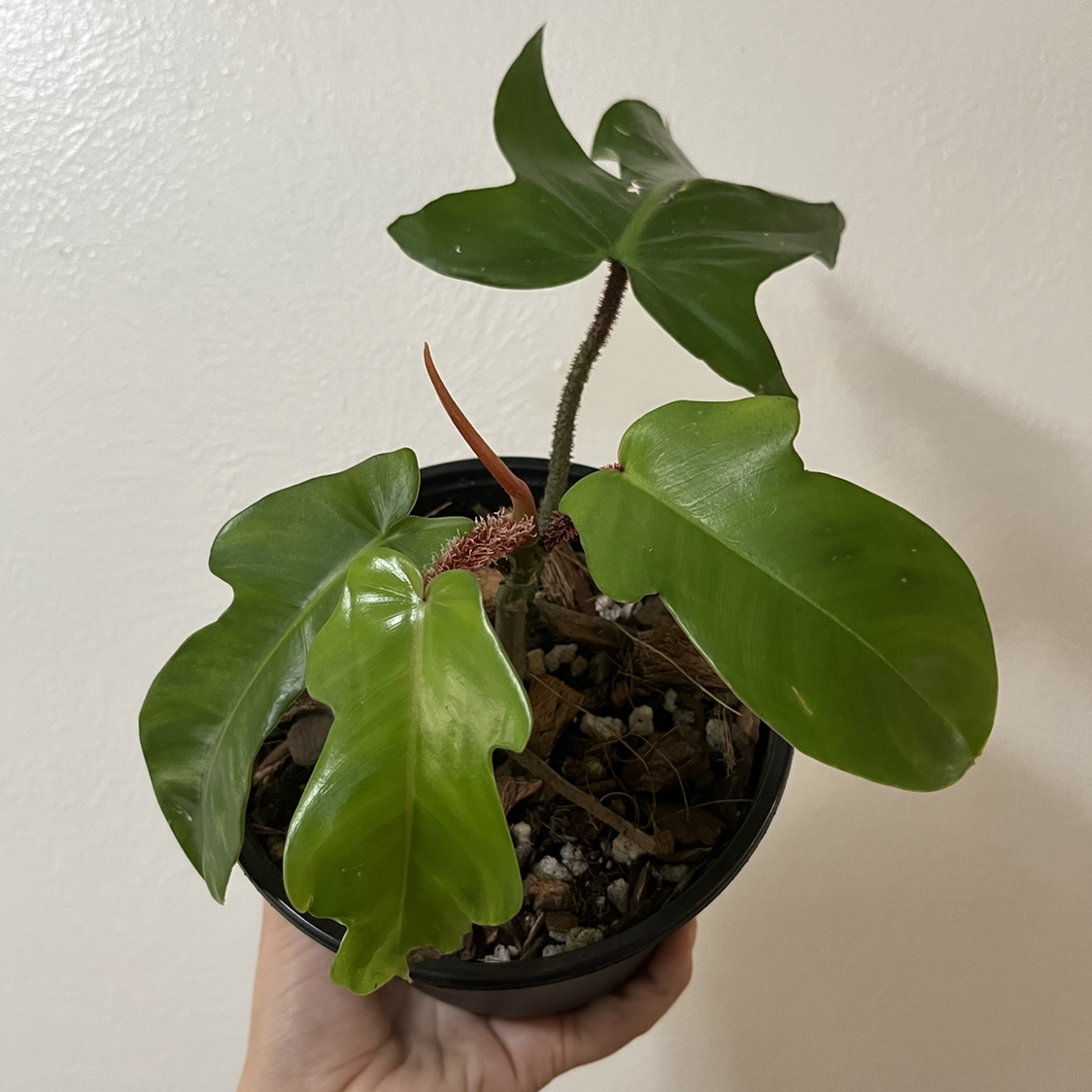 Potted Hairy Philodendron plant with vibrant green leaves, held by a hand.