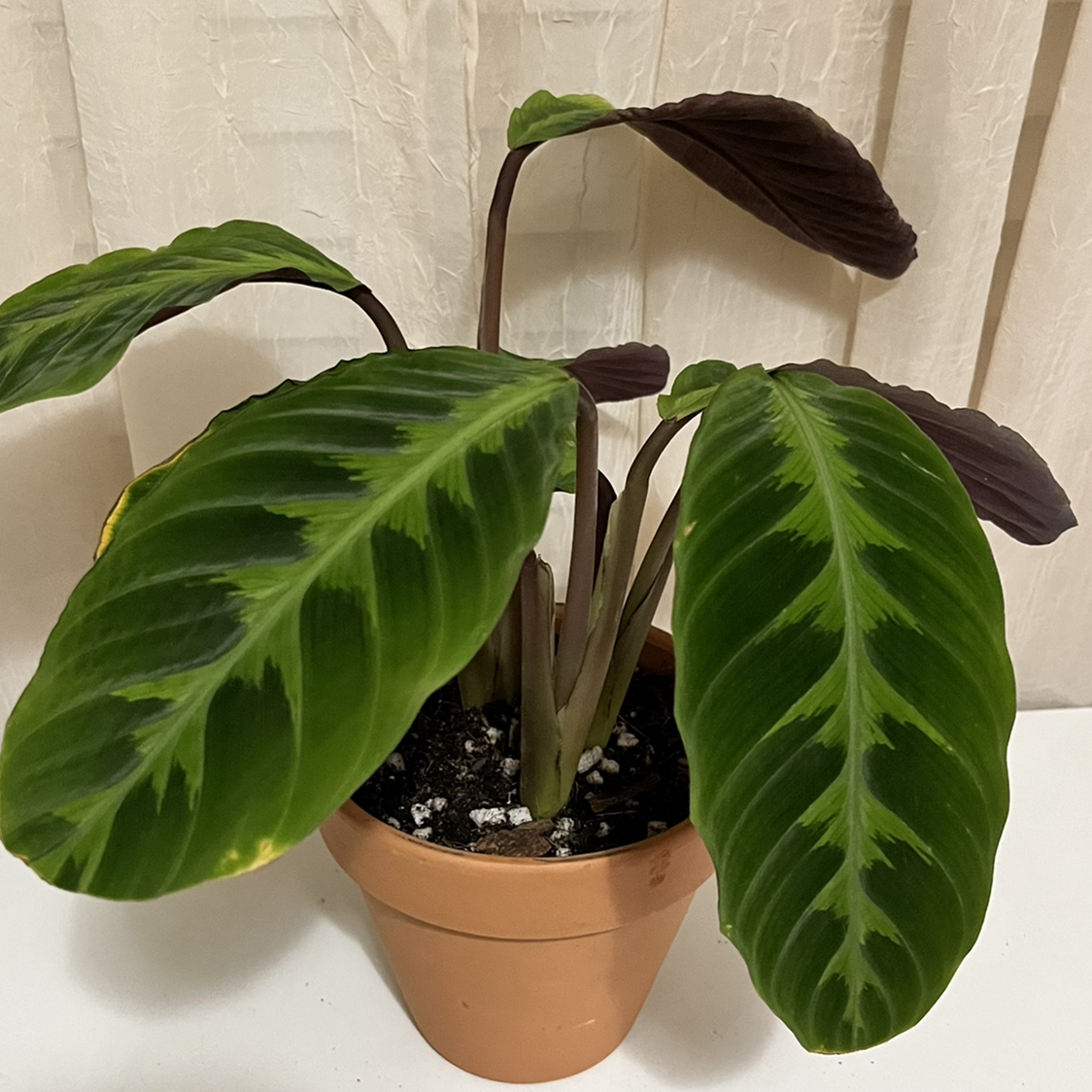 Jungle Velvet plant photo by @AMG named Warscewiczii on Greg, the plant care app.