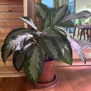 Chinese Evergreen plant photo by Almamg named Chinese Evergreen on Greg, the plant care app.