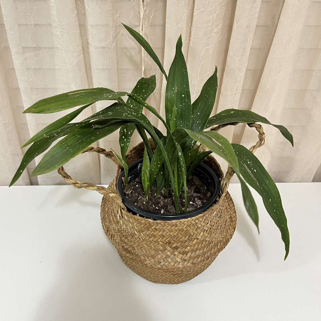 Cast Iron Milky Way plant in a woven basket with visible soil and healthy green leaves.