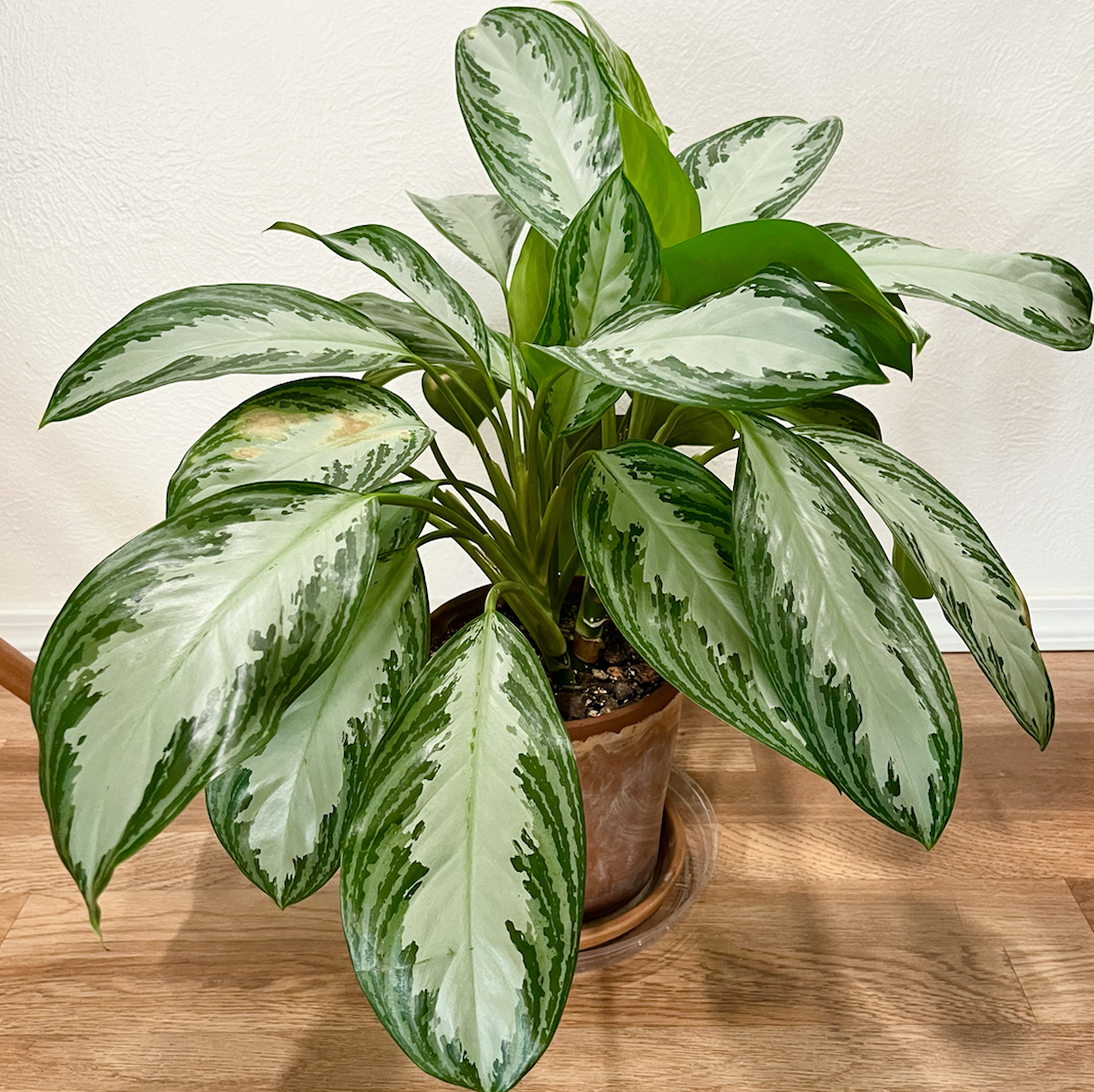 Photo of the plant species Chinese Evergreen by @AMG named Chinese Evergreen on Greg, the plant care app