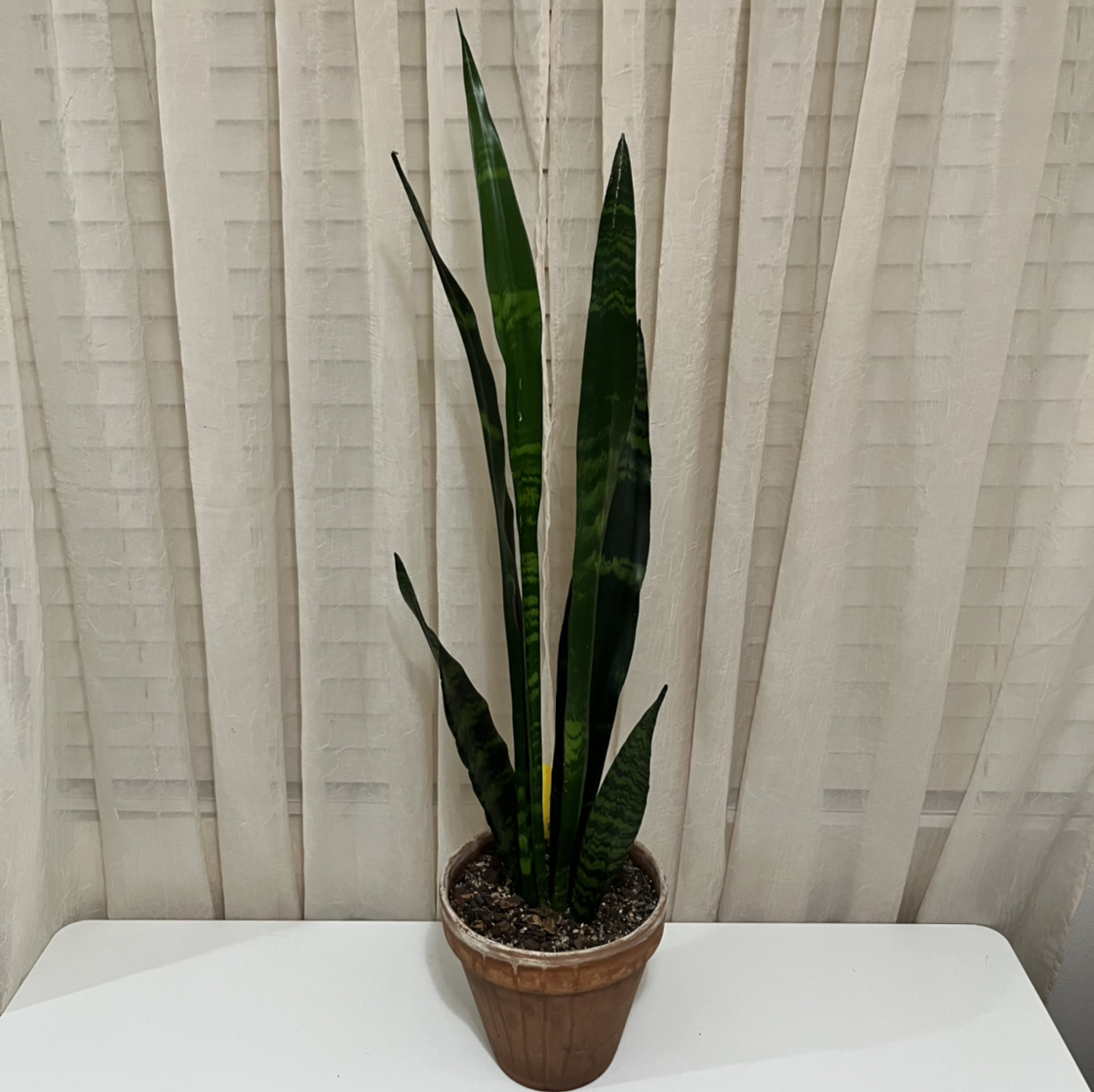 Snake Plant plant photo by @AMG named Keanu Leaves on Greg, the plant care app.