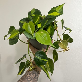 Heartleaf Philodendron plant in Phoenix, Arizona