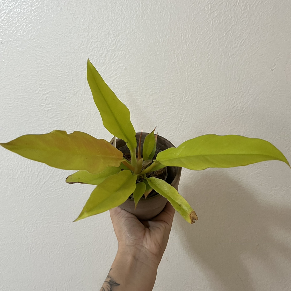 Potted Golden Crocodile plant with yellowing leaves, held by a hand.