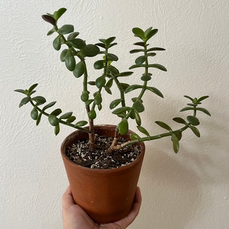 Jade plant in Phoenix, Arizona