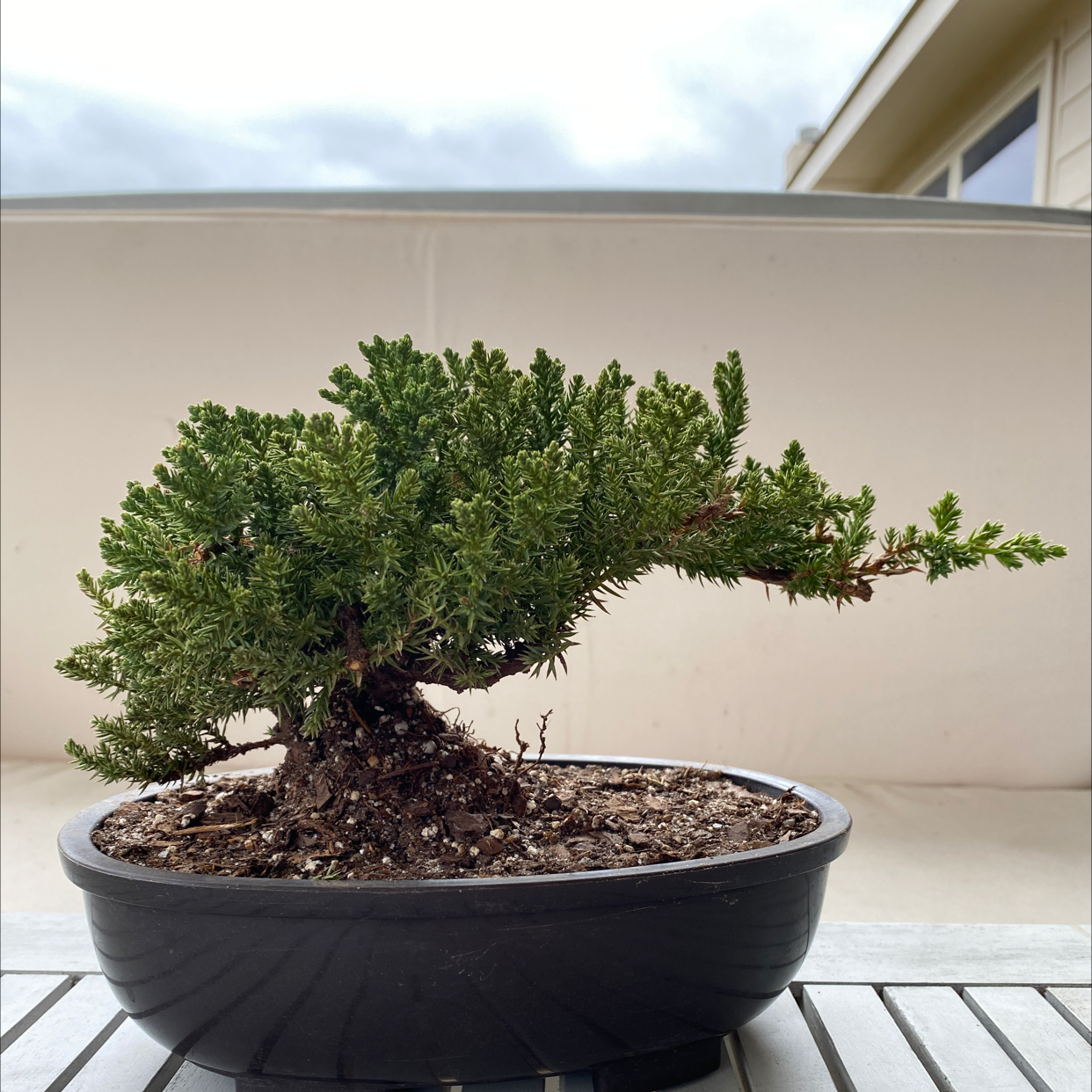 Photo of the plant species Creeping Juniper by @Lomo named Zeus on Greg, the plant care app