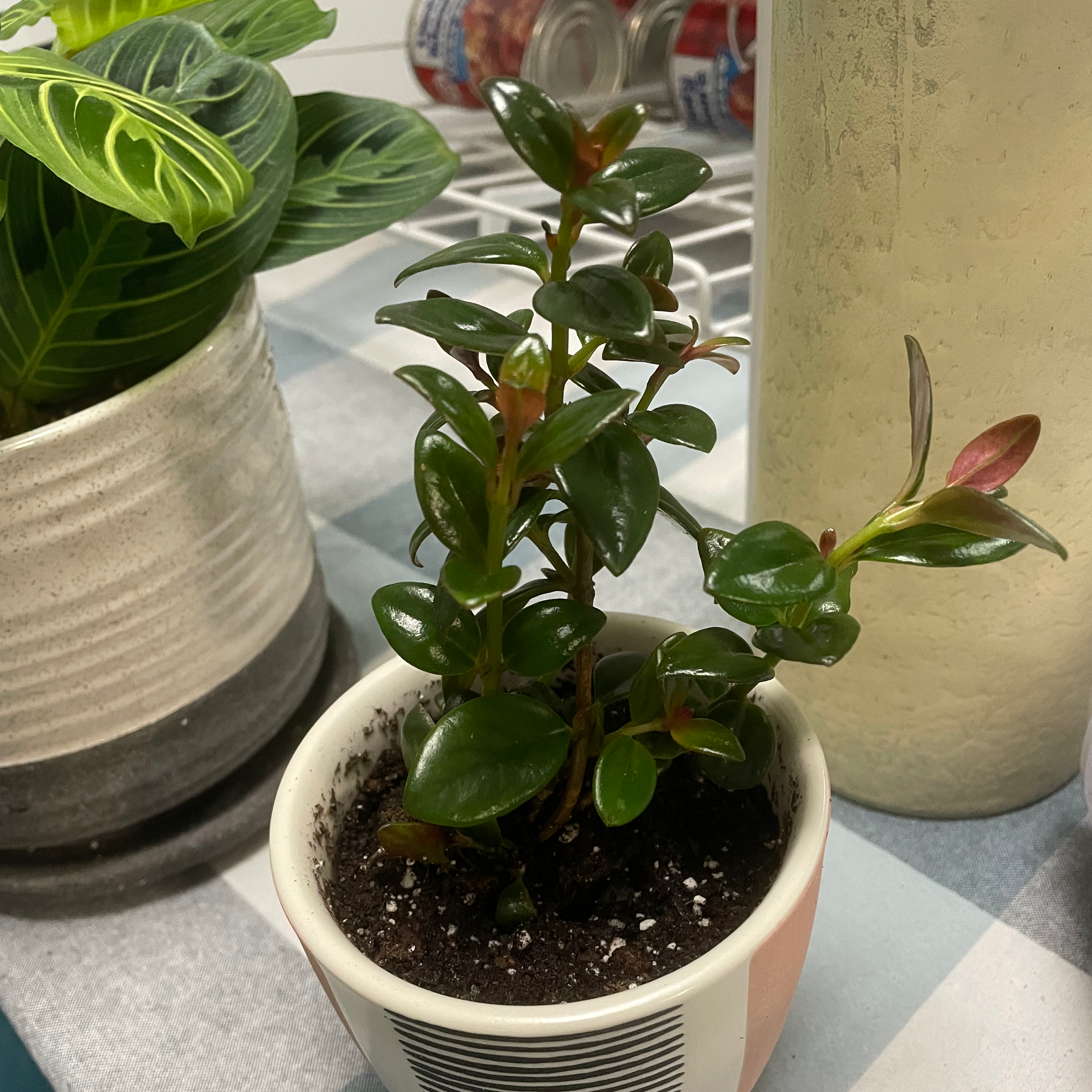 🐠 Why Are My Goldfish Plant Leaves Droopy?