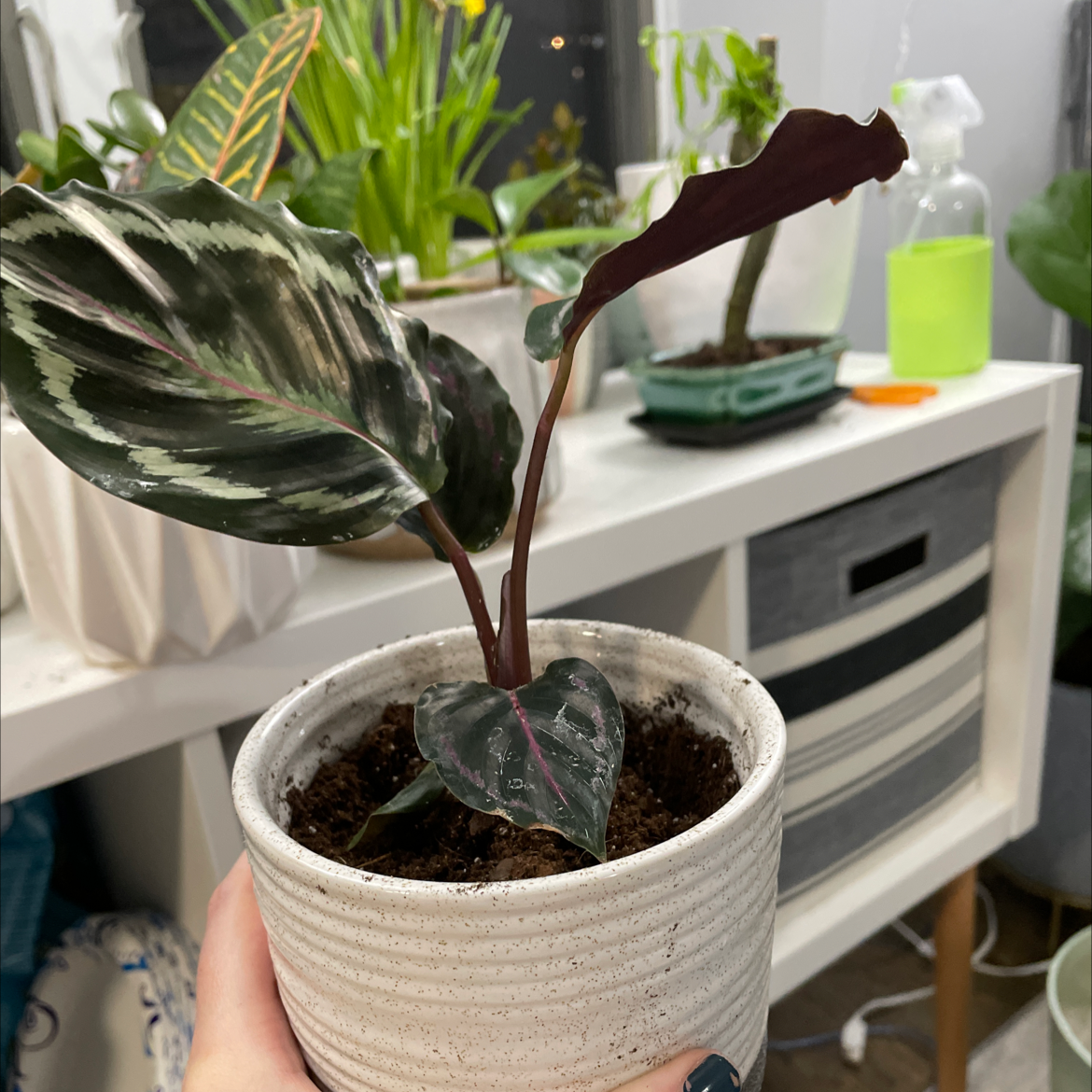 Calathea 'Medallion' plant in a white pot, held by a hand, with visible soil.