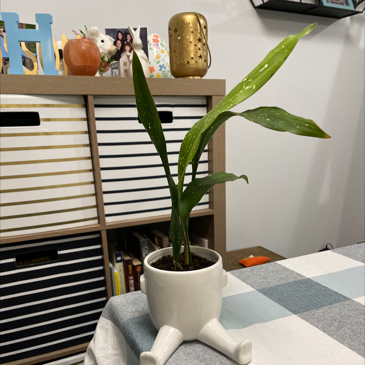 Potted Cast Iron Milky Way plant with long green leaves on a table, background includes a shelf with various items.