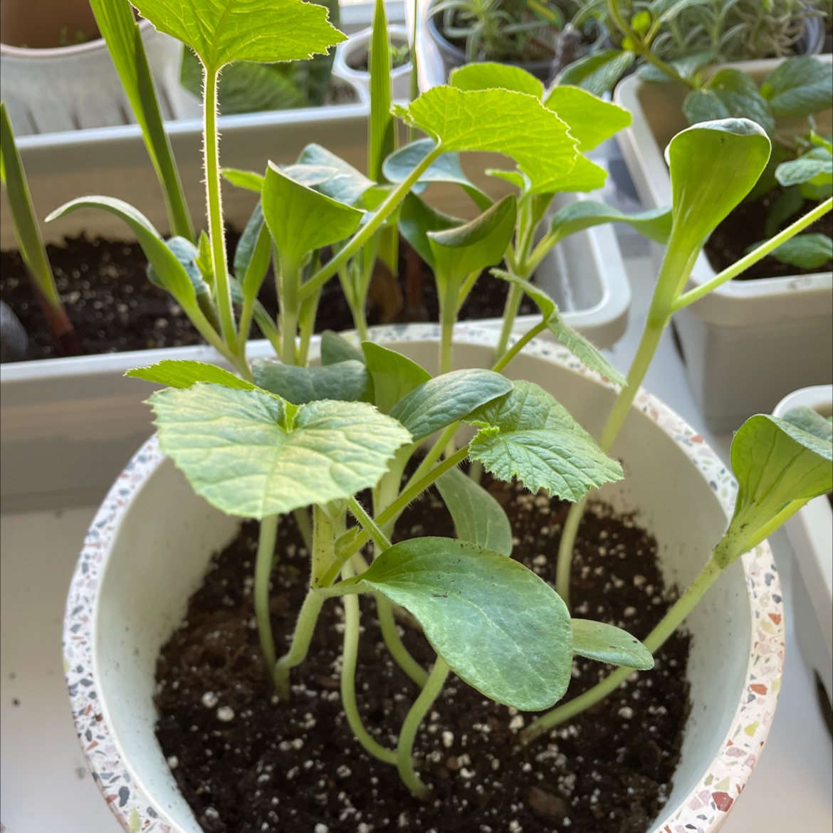 Young Summer Squash plant in a pot with healthy green leaves.